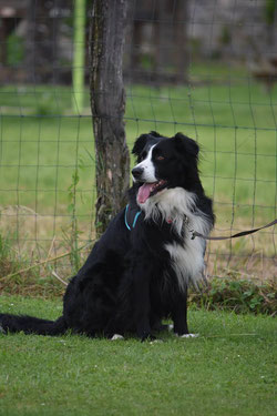 border collie éducation canine harnais animalin clicker training