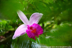 Costa rica, Amérique centrale, flore, fleurs, plantes, jungles, forêts, fleurs étranges, fleurs tropicales, végétation, orchidées, eacute orchidee, pétales blanches, coeur mauve