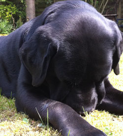 Dit was mijn lieve labrador Max 