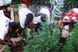 Die Frauen pflanzen und pflegen die berühmte Heilpflanze Artemisia annua anamed - sie bekämpft vorbeugend und heilend Malaria und vieles andere.