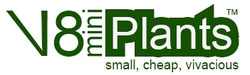 V8miniPlants, mini prennials, plug plants, trajnice