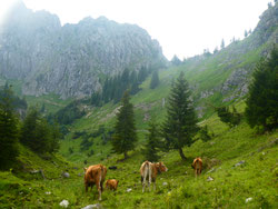 Brunnenkopfalm © A. v. Heßberg