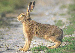 Feldhase (Lepus europaeus)