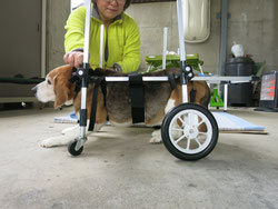 犬の車椅子　犬用車椅子　犬の車いす　犬用車いす　ドッグカート　歩行器　犬　車椅子　車いす　車イス