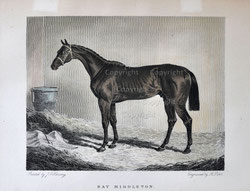 Nr.1913; Bay Middleton