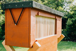 BienenBox von Stadtbienen eV.