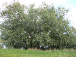 Baumgruppe aus Silber-Weiden