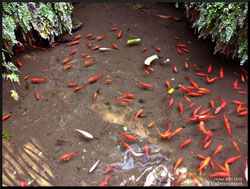 Burlas de agua en los Jardines de Monforte, Valencia. En este jardín de estilo neoclásico, declarado "Jardín Artístico Nacional".