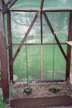 Tomatenhaus selber bauen