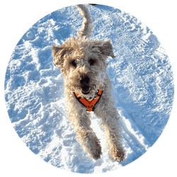 Cooper, Soft Coated Wheaten Terrier, seit 2023 immer dabei, Claudia Karrasch