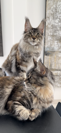 Chatte  Maine Coon femelle Black Silver tortie blotched Tabby  élevage suisse 