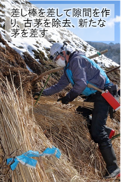 茅葺屋根の葺き替え　差し茅作業　古茅除去