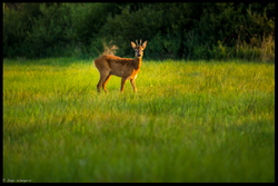 Ein Rehbock in der Feldmark (08/2014)