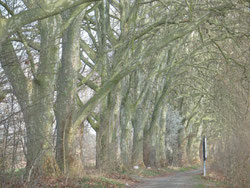 Herrliche Plantanen entlang des Rheins