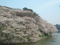さくらの花