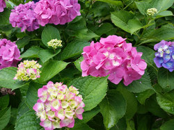 雨の紫陽花