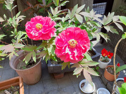 牡丹の花