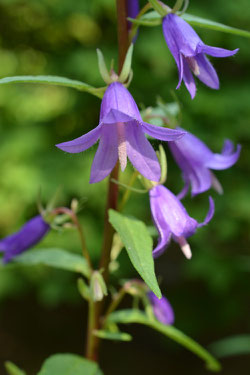 蕎麦菜