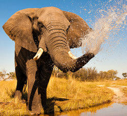 elephant facts, african elephant, the wild adventure girls