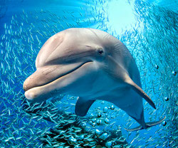 dolphin, bottlenose dolphin, dolphin facts