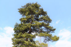 木へんの樹 一覧 庭木図鑑 植木ペディア 木へんの樹 一覧 庭木図鑑 植木ペディア