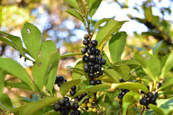 黒い実がなる木 庭木図鑑 植木ペディア