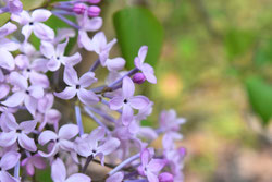 花期が長い庭木 庭木図鑑 植木ペディア 花期が長い庭木 庭木図鑑 植木ペディア