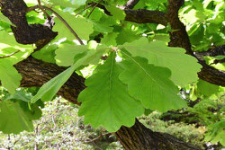 big leaf tree in Japan