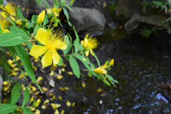 花期が長い庭木 庭木図鑑 植木ペディア