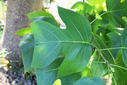 big leaf trees in Japan