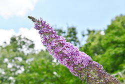 花期が長い庭木 庭木図鑑 植木ペディア 花期が長い庭木 庭木図鑑 植木ペディア