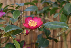 花期が長い庭木 庭木図鑑 植木ペディア