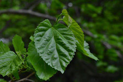 葉っぱがハートの木 - 庭木図鑑 植木ペディア 葉っぱがハートの木 - 庭木図鑑 植木ペディア