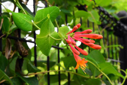 花期が長い庭木 庭木図鑑 植木ペディア