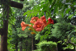 今咲いている花木 庭木図鑑 植木ペディア