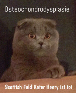 Der Scottish Fold Kater Henry ist tot, geboren 2016, gestorben 2017