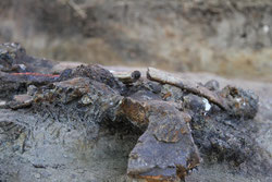 Restos óseos de rinoceronte in situ con marcas de carnicería del yacimiento de Kalinga. / ©MARCHE, MNHN & National Museum of the Philippines
