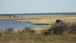 Die Fisher's Pan in Etosha