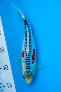 Koi Shusui Tosai