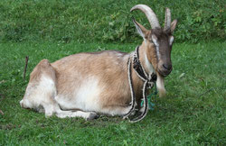 15 Ziegenbock/Billy goat