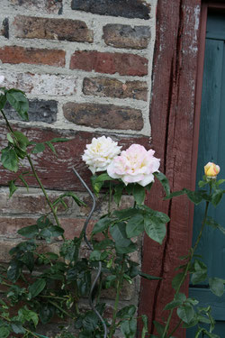 65 Rosa Rosen/Pink roses