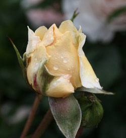 18 Gelbe Rose+Tau/Yellow rose+dew