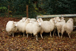 37 Schafe/Sheeps