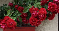 36 Rote Rosen/Red roses