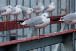 31 Möwe/sea gull