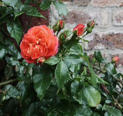 31 Rote Rose/Red rose