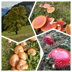 Bild: Herbstwunder der Natur / Sekretariat
