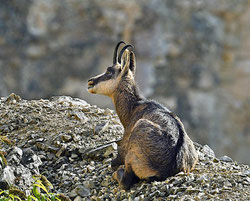 DICTÉE sur les ANIMAUX - Cm2 - le chamois