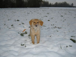 Bellis am 8. Dezember