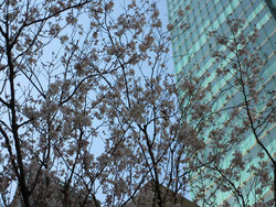ビル街の桜